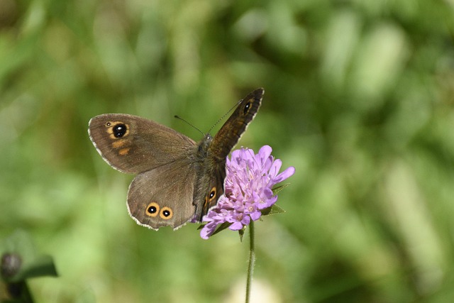 Free Butterfly Argusvlinder photo and picture