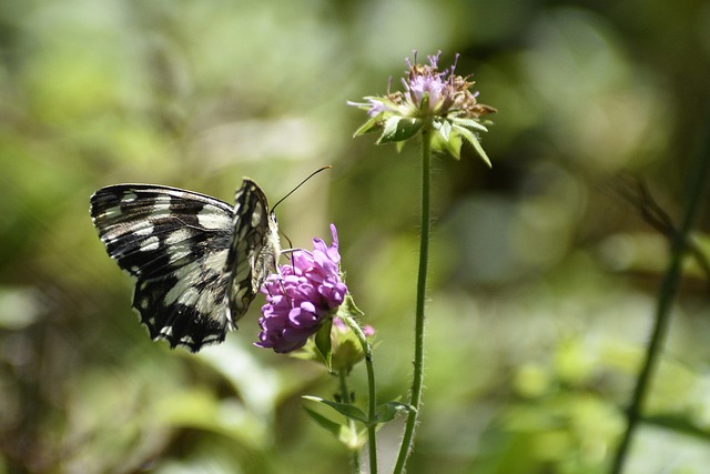 Free Butterfly Checkerboard photo and picture