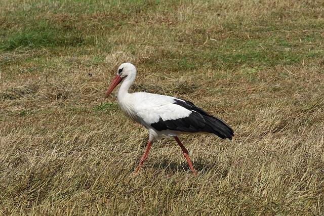 Free Bird Stork photo and picture