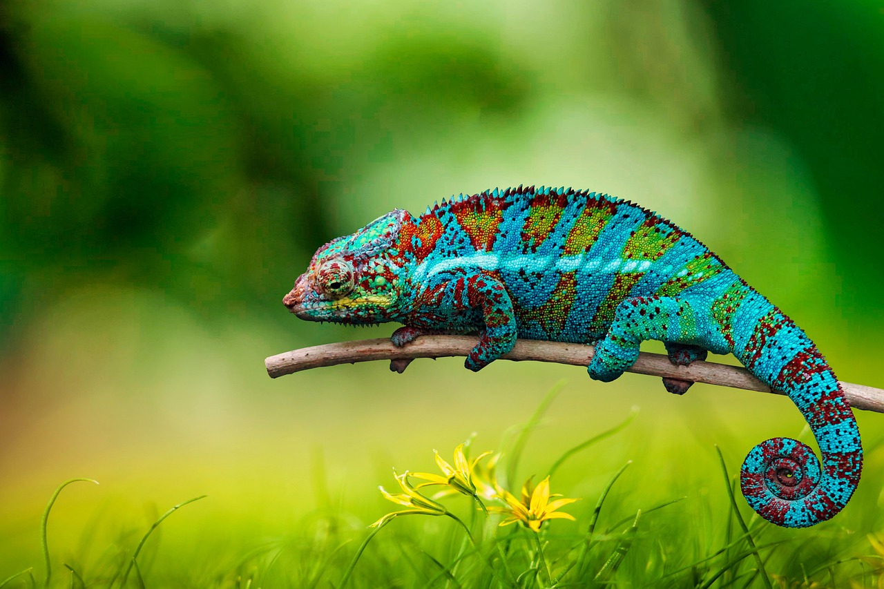 1 000 Kostenlose Cham leon Und Natur Bilder Pixabay 1 000 Kostenlose Cham leon Und Natur Bilder Pixabay