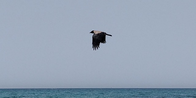 Free Raven Ocean photo and picture