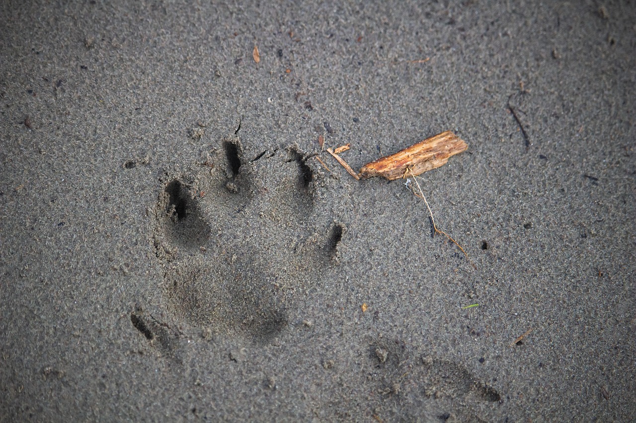 dog-footprint-free-photo-on-pixabay-pixabay