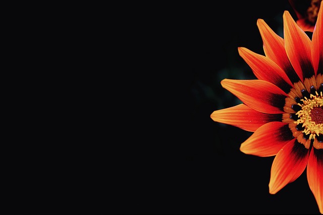 Free Gazania Daisy photo and picture