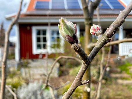 Free Bud Spring photo and picture