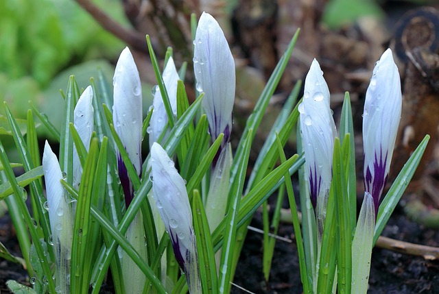 Free Flowers Crocus photo and picture
