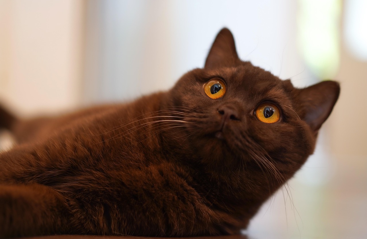 cat-heart-disease-enlarged-heart-cardiomegaly-cardiac
