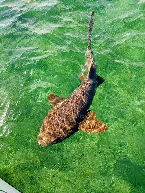 Free Ocean Shark photo and picture