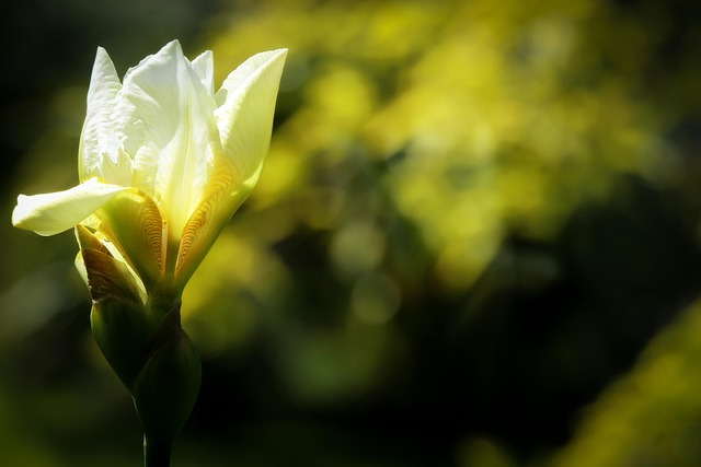 Iris, Flor, Planta, Flor Blanca, Pétalos