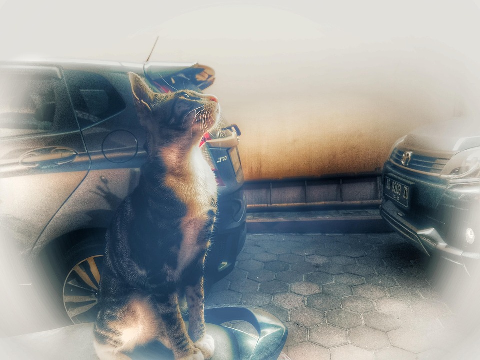 Kucing Cat - Photo gratuite sur Pixabay - Pixabay