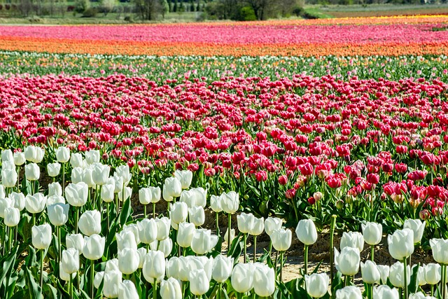 Free Field Plants photo and picture