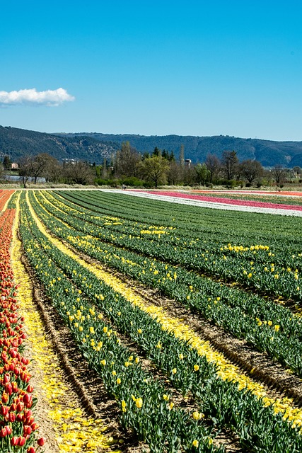 Free Field Plants photo and picture