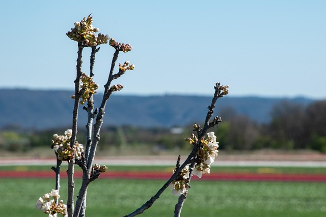 Free Flowers Buds photo and picture