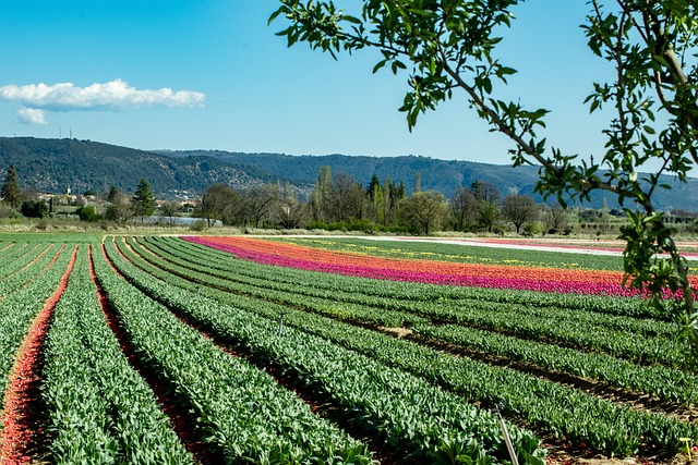Free Field Plants photo and picture