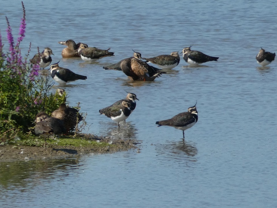 Great Description About Birds On A Lake