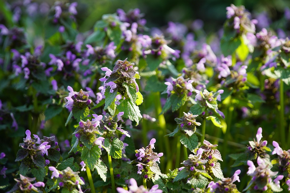 Uriga Urtiga Flores Planta - Foto gratuita no Pixabay