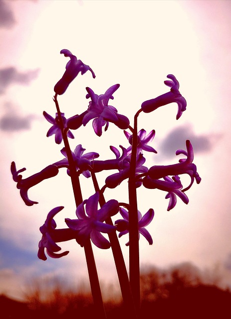 Buchet, Floare, Violet, Primăvară