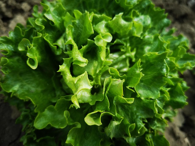 Salată Verde, Vegetal, Alimente, Frunze