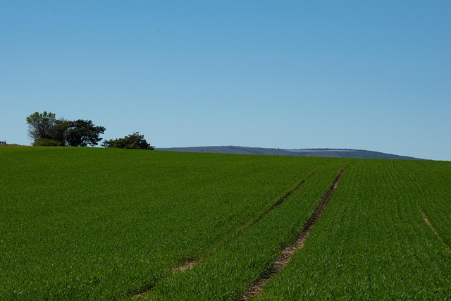 Free Field Plants photo and picture