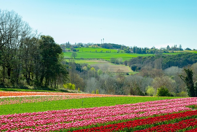 Free Fields Plants photo and picture