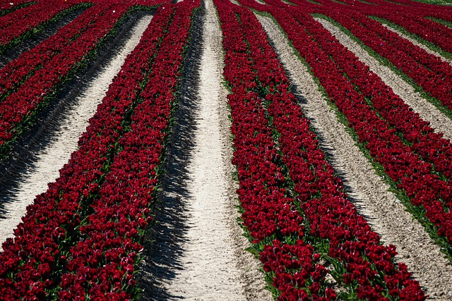 Free Field Plants photo and picture