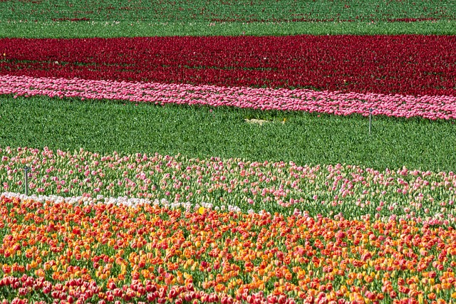 Free Field Plants photo and picture