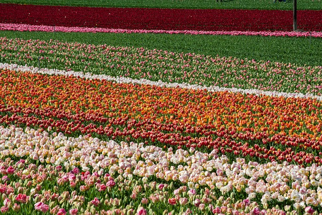 Free Field Plants photo and picture