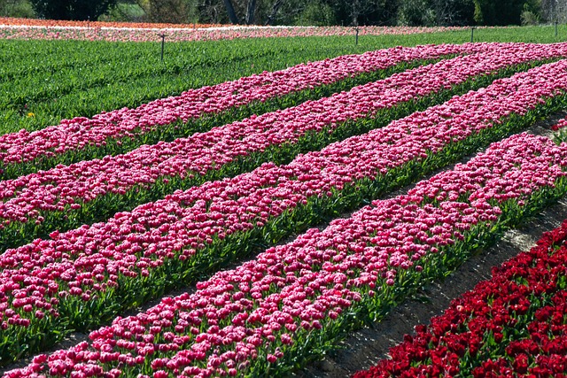 Free Field Plants photo and picture