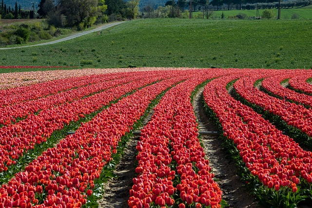 Free Field Plants photo and picture