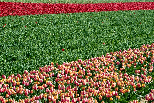 Free Field Plants photo and picture