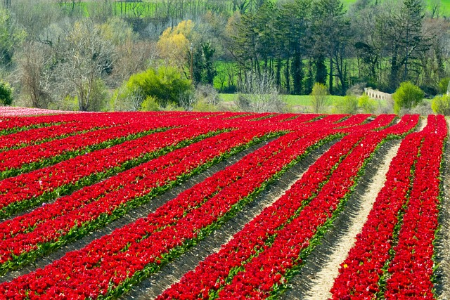 Free Field Plants photo and picture