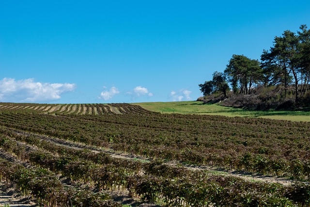 Free Field Plants photo and picture