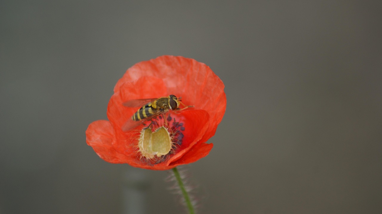 Poppy Insect Bee Insect Poppy - Free photo on Pixabay - Pixabay