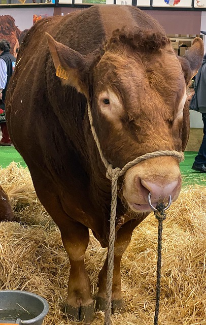 Free Bull Salon photo and picture