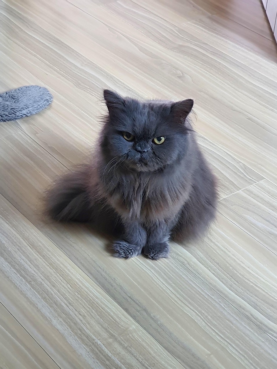 猫 毛茸茸的 灰猫 - Pixabay上的免费照片 - Pixabay