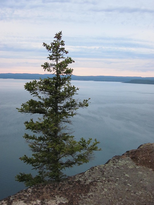 Tree Cliff Rock - Free photo on Pixabay - Pixabay