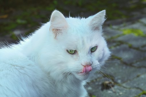 Free Cat Pet photo and picture