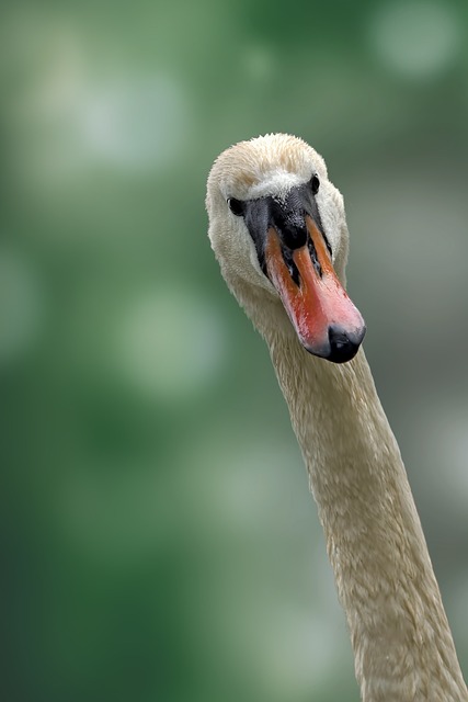 swan, bird, head, beak, waterfowl, animal, long neck, first floor, iphone wallpaper, android, phone wallpaper