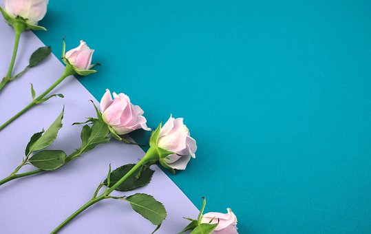 Roser, Blomster, Flad Lå, Lyserøde Roser