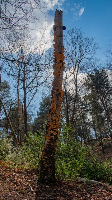 Pilz, Baum, Stumpf, Baum Mit Pilz, Wald