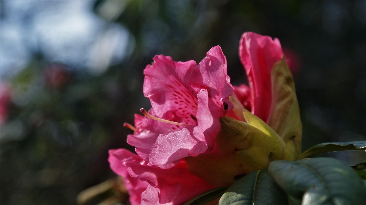 Azalea Flor Planta - Foto gratis en Pixabay - Pixabay