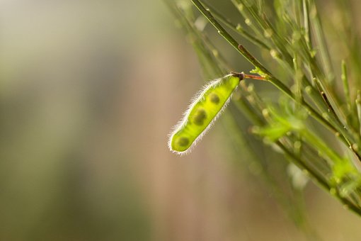 Free Broom Plant photo and picture
