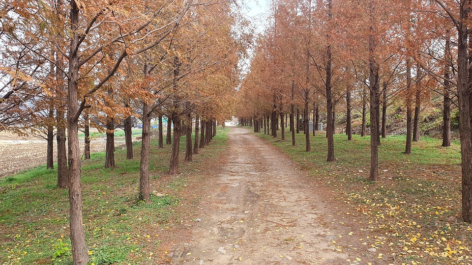 봄 길 산책 - Pixabay의 무료 사진 - Pixabay