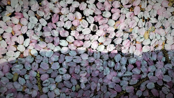 Petală, Floare De Cireş, Primăvară