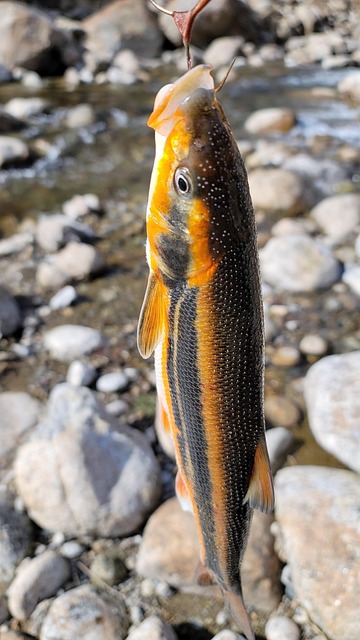 O Dace, Minnow, Pescuit, Pești