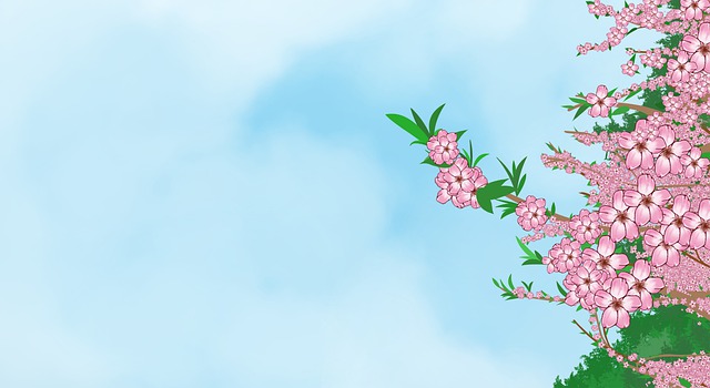 Free Spring Cherry Blossoms illustration and picture