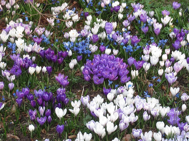 Free Crocuses Flower Meadow photo and picture
