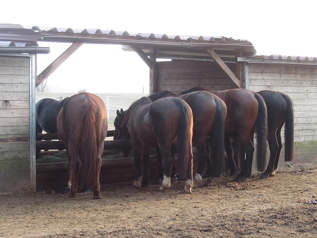 Free Herd Instinct Communal Meal photo and picture