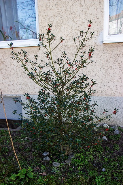 Busch, Beeren, Früchte, Beere, Rot