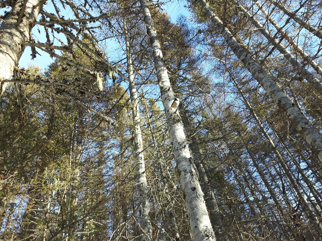 43 Trees Trees Forest Landscape - Free photo on Pixabay - Pixabay