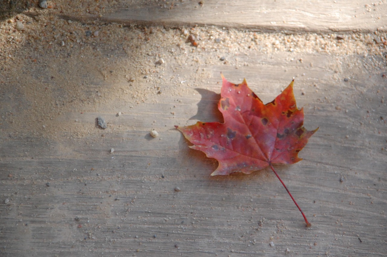 가을 잎 단풍 - Pixabay의 무료 사진 - Pixabay
